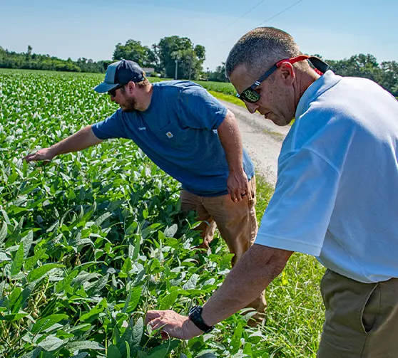 Two farmers reviewing crops in a field.