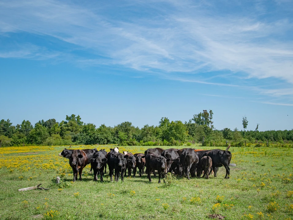 Rural property and open land